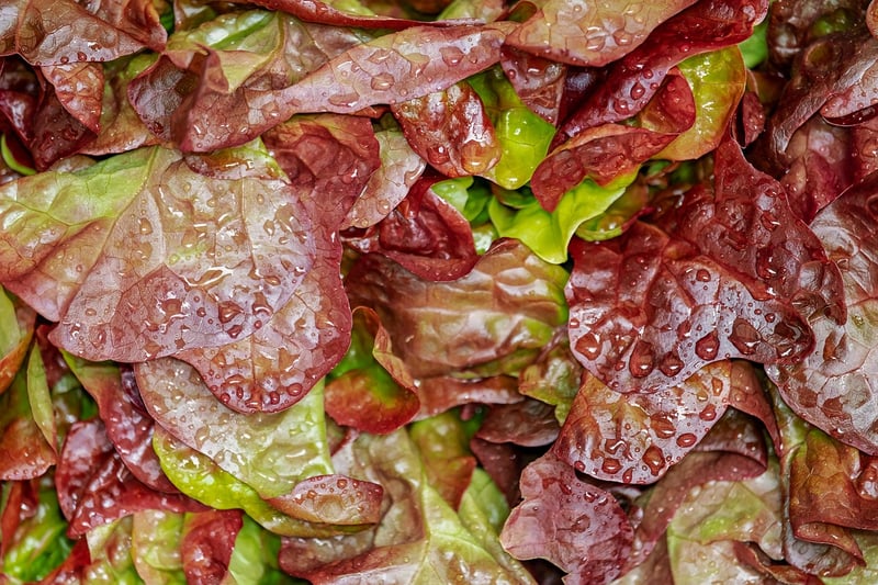 Salad with Fresh Ingredients